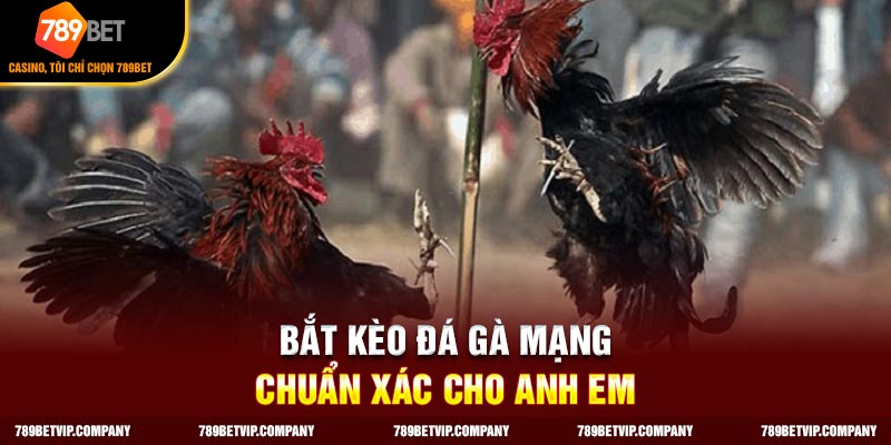 Cách đá gà mạng luôn thắng chọn lựa nhà cái uy tín