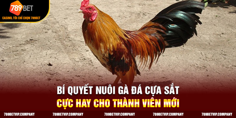 Bí quyết nuôi gà đá cựa sắt áp dụng bài tập rèn luyện