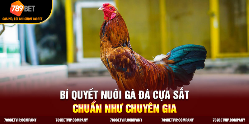 Chọn dòng giống đá cựa sắt tốt để nuôi