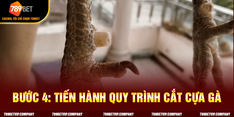 Tiến hành quy trình cắt cựa gà chuẩn xác