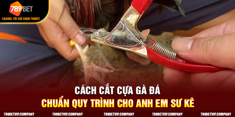 Cách Cắt Cựa Gà Đá Chuẩn Quy Trình Cho Anh Em Sư Kê