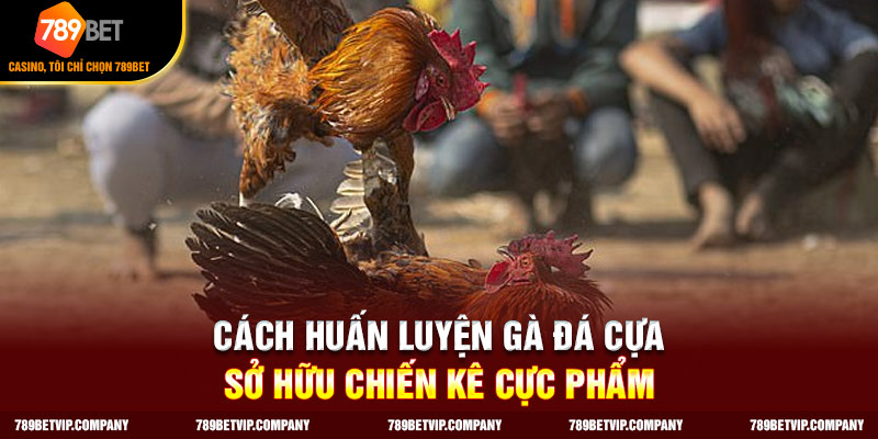 Cách huấn luyên gà đá cựa sắt
