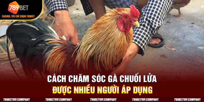 Cách chăm sóc gà chuối lửa hiệu quả cho người mới nuôi