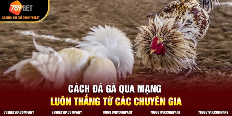 Bạn cần tích lũy đủ kiến thức chuyên môn về gà chọi khi cá cược