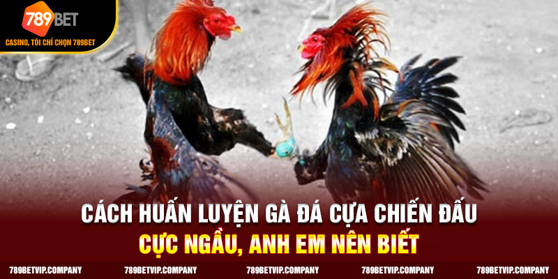 Hướng dẫn cách tập luyện cho gà cựa chiến đấu