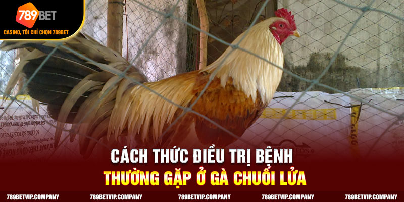 Phương pháp điều trị bệnh liên quan gà chuối lửa