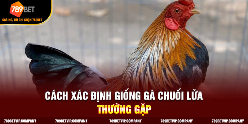 Cách thức xác định hình dáng bên ngoài gà chuối lửa