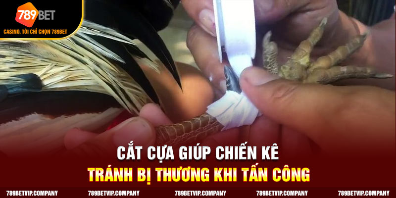 Cắt cựa giúp chiến kê tránh bị thương khi tấn công