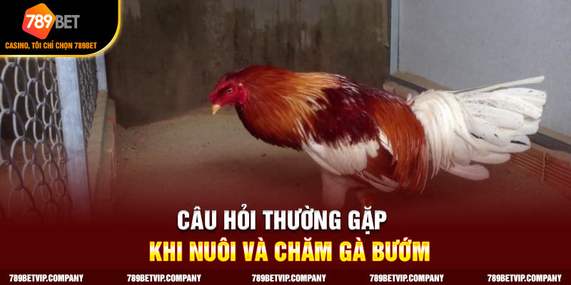 Các câu hỏi của chiến kê về giống gà bướm