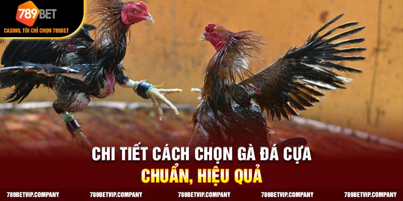 Chi tiết cách chọn gà đá cựa chuẩn, hiệu quả