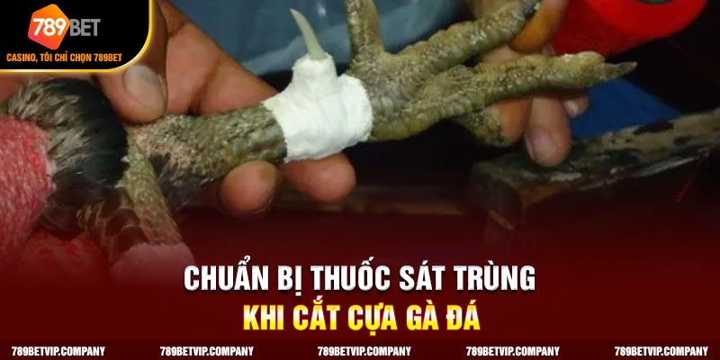 Chuẩn bị thuốc sát trùng khi cắt cựa gà đá