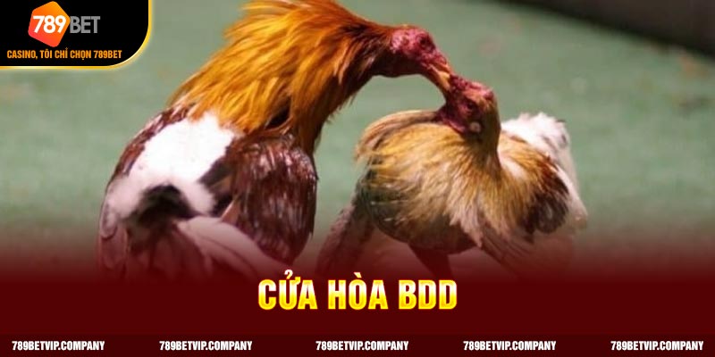Đặt cược cửa hòa BDD thắng nếu cả hai chiến kê đều chết