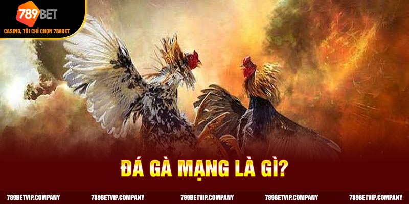 Đá gà mạng là hình thức cá cược trên nền tảng trực tuyến