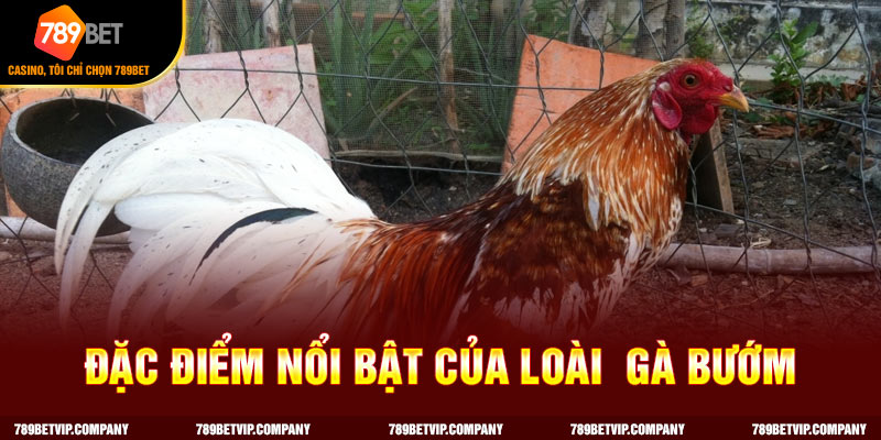 Những đặc điểm nổi bật gà bướm