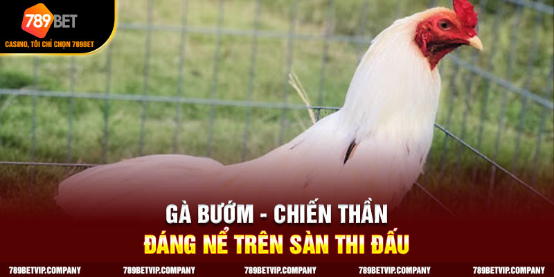 Gà bướm