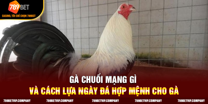 Gà chuối mạng gì