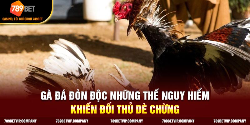 Gà đá đòn độc
