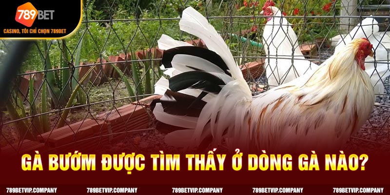 Gà bướm được tìm thấy ở dòng gà nào