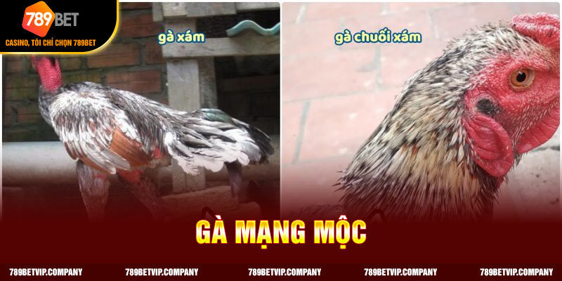 Đặc điểm của gà chuối mệnh mộc 