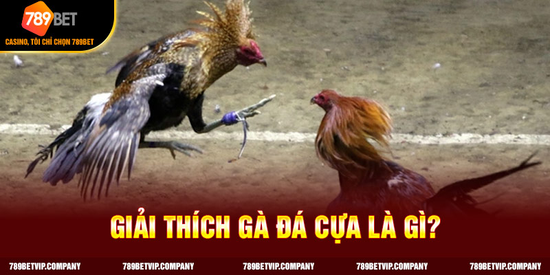 Cách huấn luyện gà đá cựa - sở hữu chiến kê cực phẩm