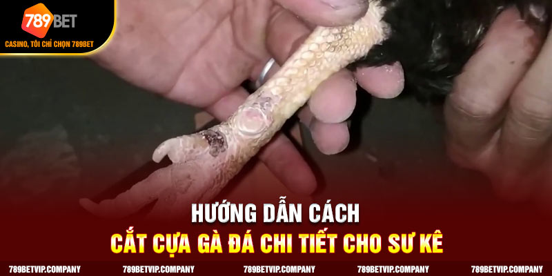 Hướng dẫn chi tiết cắt cựa gà đá