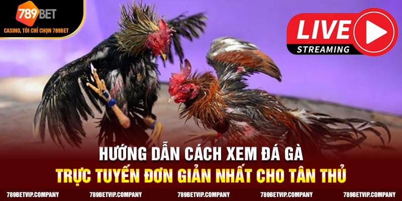 Các bước xem đá gà trực tuyến bạn nên biết