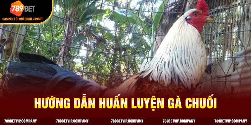 Một số cách huấn luyện gà chuối cho kê sư 