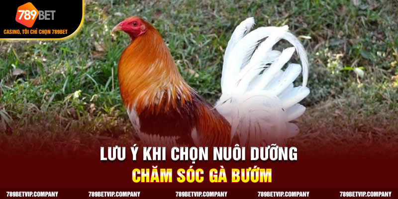 Những điều lưu ý khi chọn gà bướm để nuôi