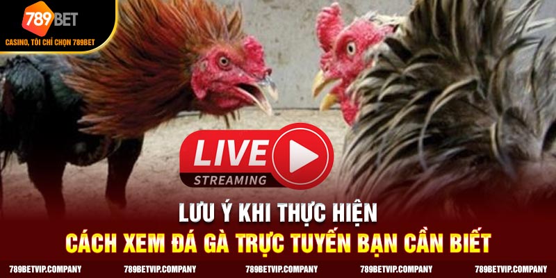 Những lưu ý quan trọng để xem đá gà trực tuyến mượt mà nhất