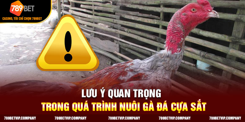 Lưu ý quan trọng trong quá trình nuôi gà đá cựa sắt