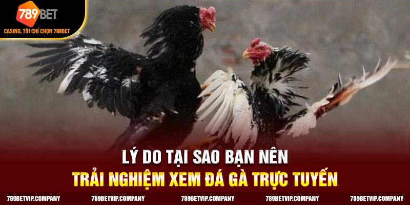 Theo dõi nhiều và cách xem đá gà trực tuyến hay