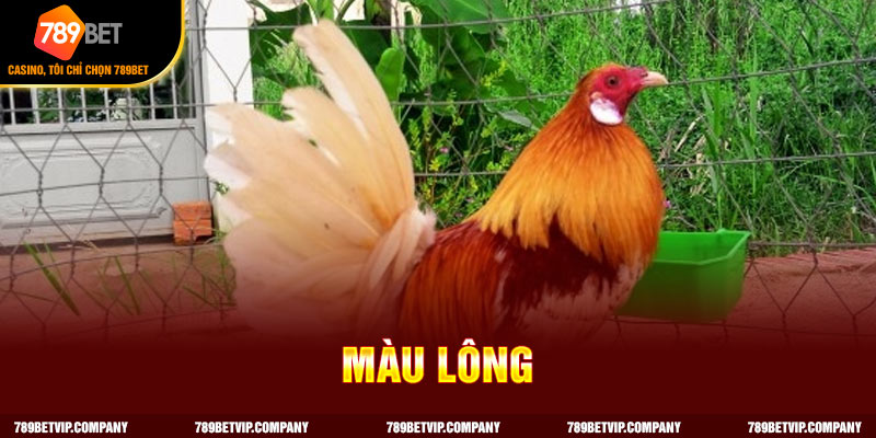 Xem màu lông của gà bướm