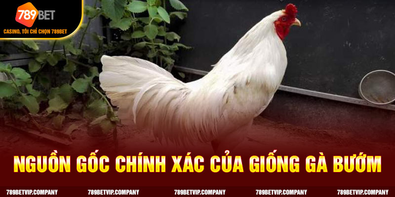 Nguồn gốc gà bướm