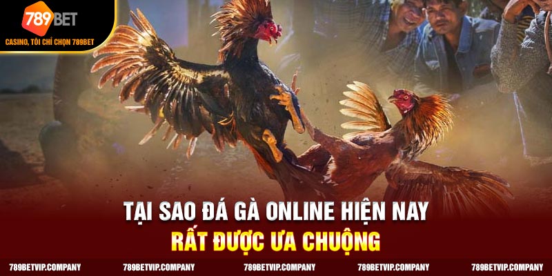 Đá gà mạng luôn thắng