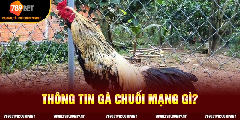 Phổ biến thông tin gà chuối mạng gì cho anh em 
