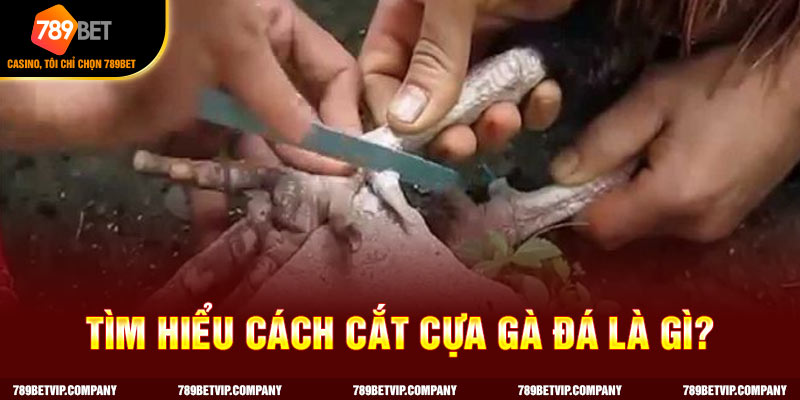 Tìm hiểu cách cắt cựa gà đá là gì