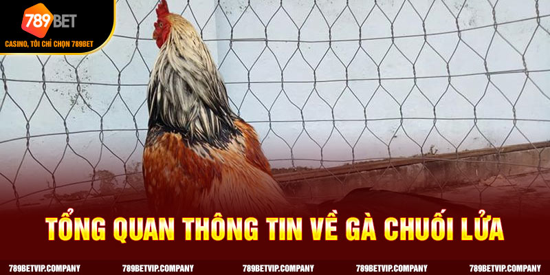 Cập nhật thông tin liên quan đến gà chuối lửa
