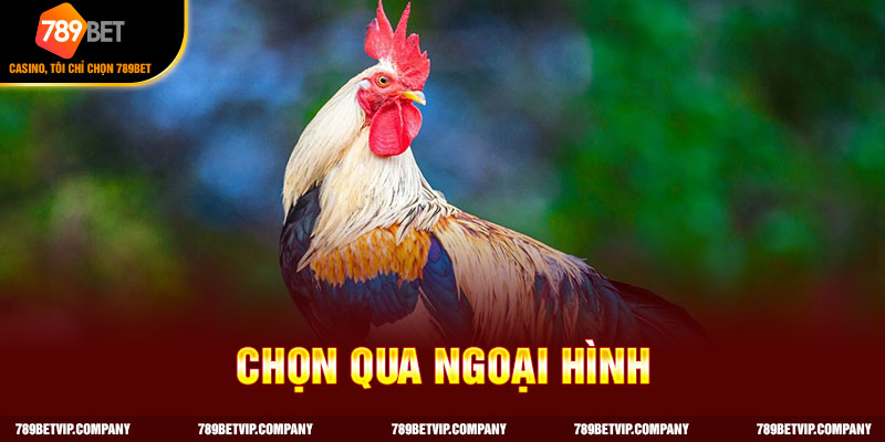 Cách chọn gà mái tre qua ngoại hình