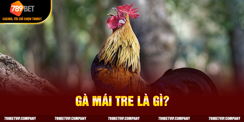 Gà mái tre phổ biến