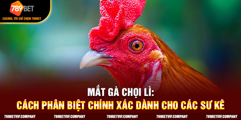 mắt gà chọi lì