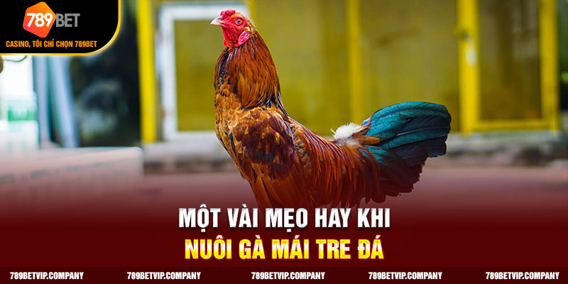 Vài điều chú ý khi nuôi gà mái tre