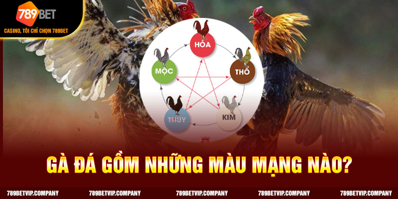 Mắt gà chọi lì đại diện cho sức khỏe và tinh thần chiến đấu