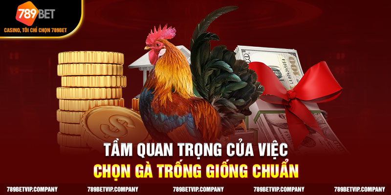Tầm quan trọng trong cách chọn gà trống giống 