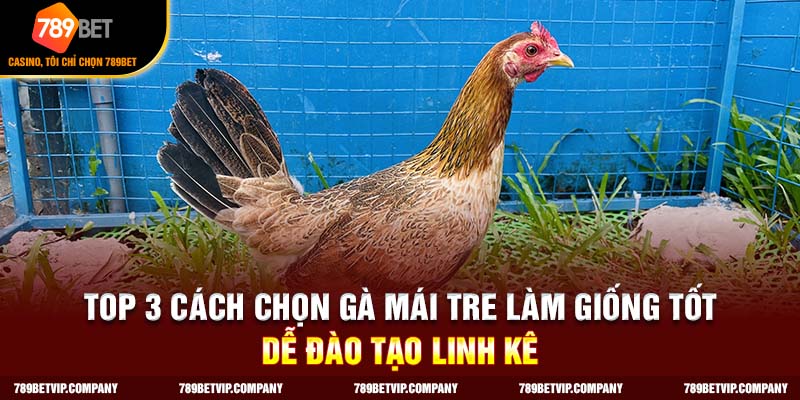 cách chọn gà mái tre