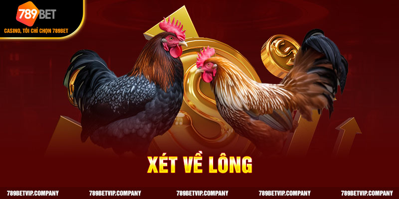 Cách chọn gà trống giống dựa vào bộ lông