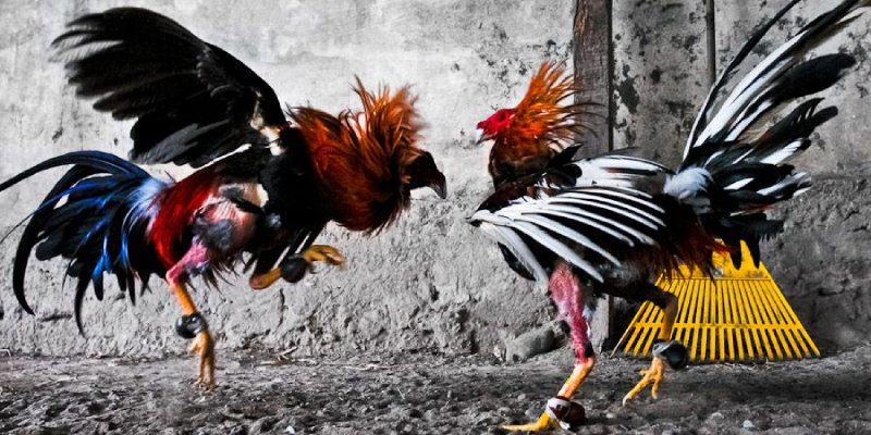 Cách nuôi và huấn luyện gà chiến dạng này chuẩn nhất